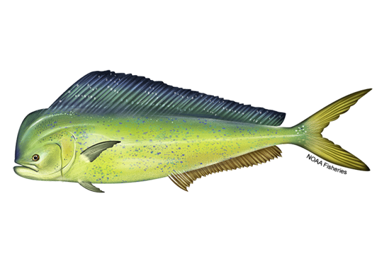 Illustration Dorade coryphène — NOAA Fisheries