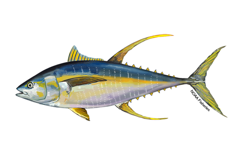 Illustration Thon albacore — NOAA Fisheries