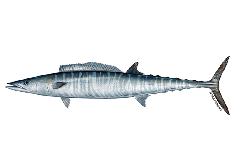 Illustration Wahoo — NOAA Fisheries